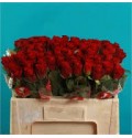 ΤΡΙΑΝΤΑΦΥΛΛΑ ΚΟΚΚΙΝΑ 60εκ.  ROSEN  RED RIBBON
